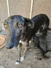 Mum and pups rescued from the city pound