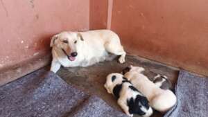 Mother rescued with pups