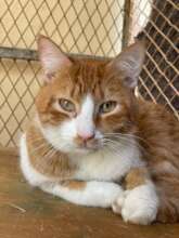 Tinou, adopted
