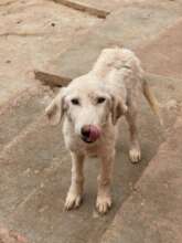 young adult rescued from the pound