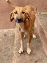 another underweight dog rescued from the pound