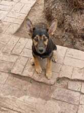 Puppy rescued from the city dog pound