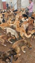 Dogs arrived at Shems