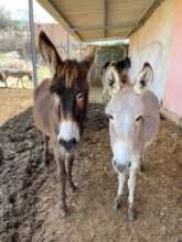 some of our donkeys