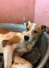 injured dog from the streets
