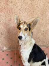new arrival from the city dog pound