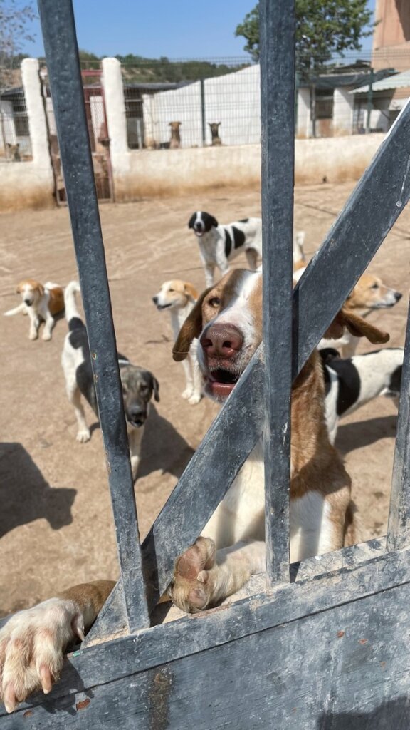 Dogs at the City Pound in 2023