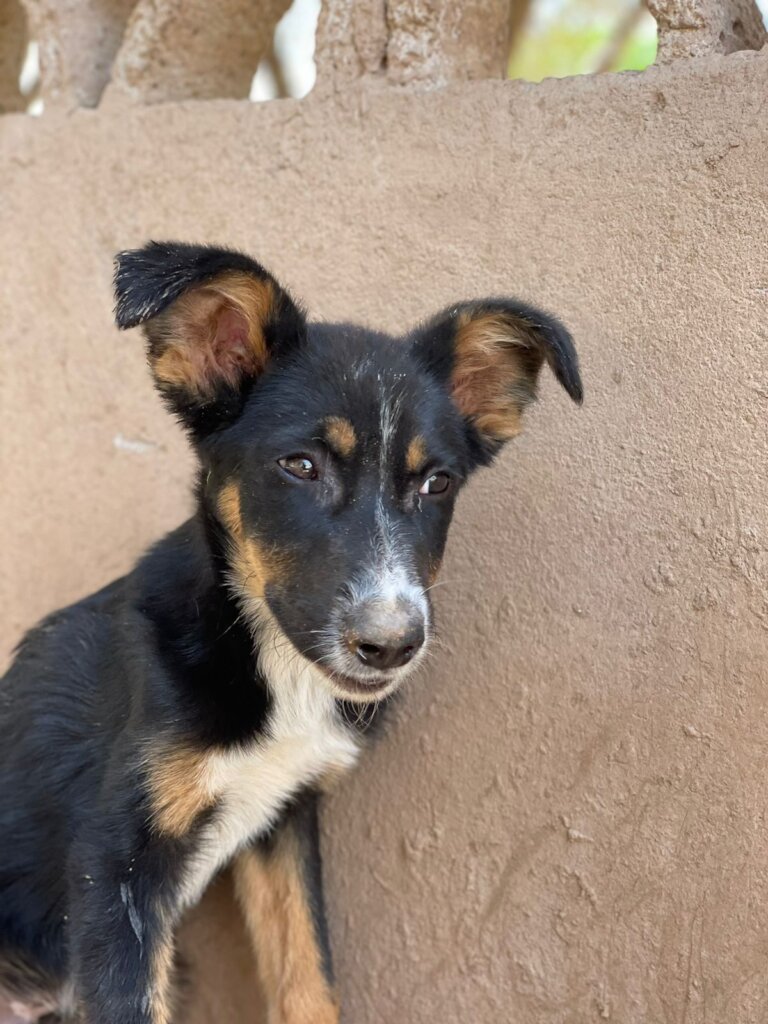 Vini, another pup rescued from the dog pound