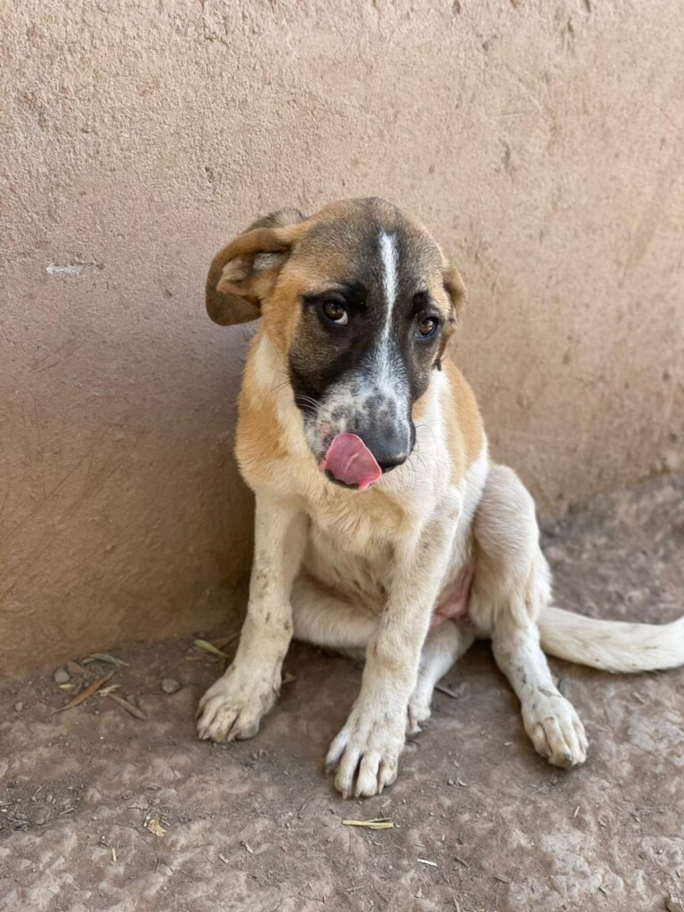 Save dogs in the Agadir City Pound from Starvation GlobalGiving