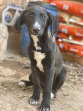 Puppy rescued from City Dog Pound