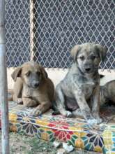 Puppies rescued from the city dog pound
