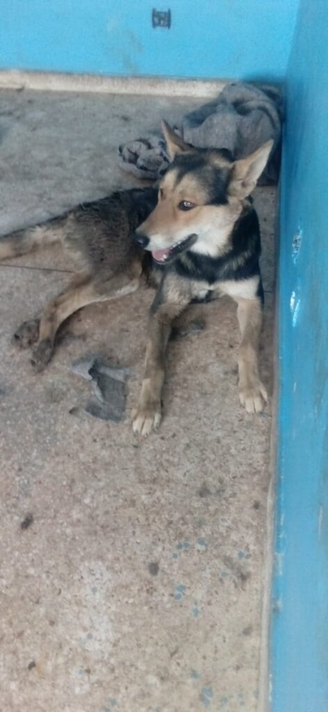 Badly injured dog, sadly he could not be saved