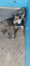 Badly injured dog, sadly he could not be saved