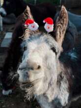 seasons greetings