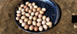 Now women are able to sell their produce at market