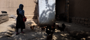 Poultry farming for women