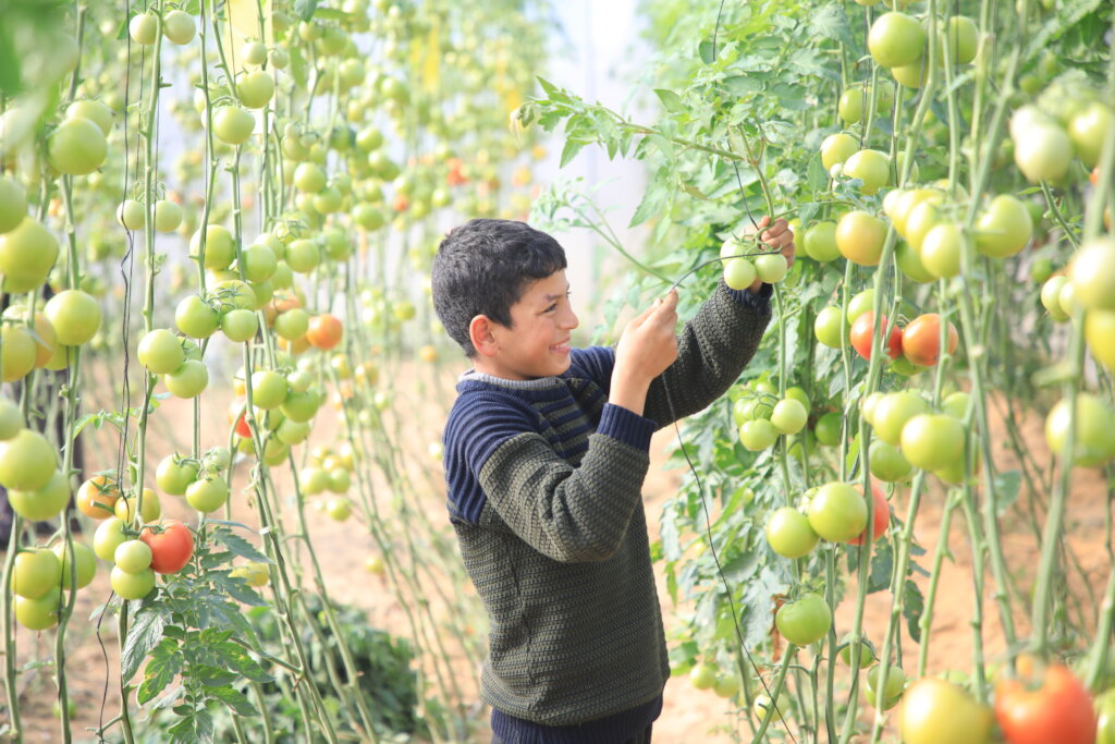 Ramadan Food Aid in Palestine, Lebanon and Jordan