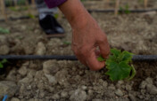 Economic empowerment of women' farmers in Albania