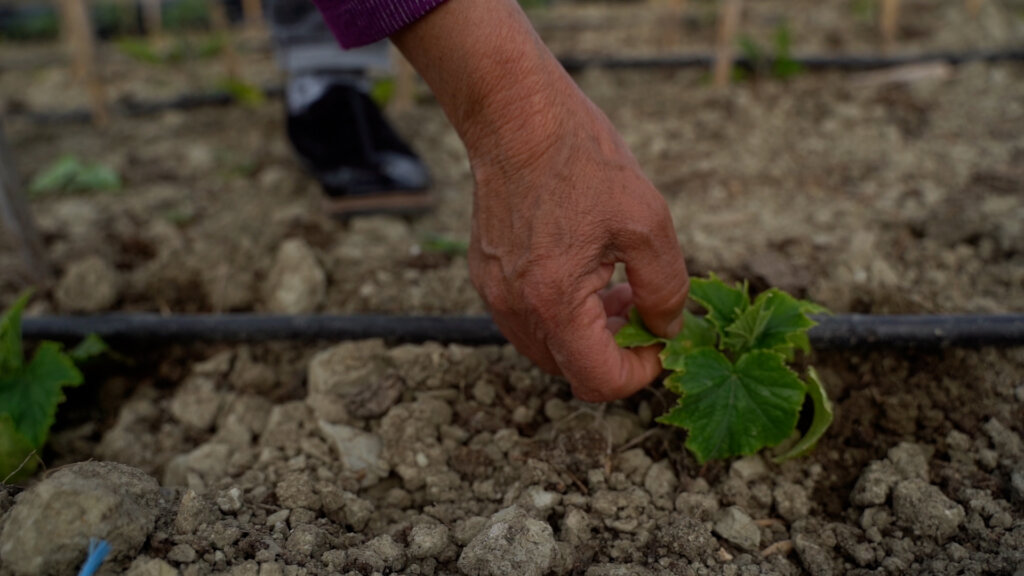 Economic empowerment of women' farmers in Albania