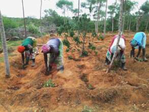 Women plant trees in the Malindi hinterland, Kenya