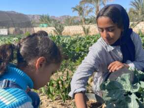 Young girls growing vegetables in the Sinai, Egypt