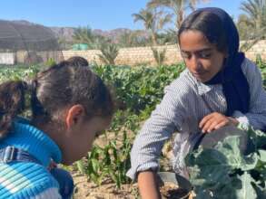 Young girls growing vegetables in the Sinai, Egypt