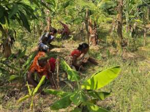 Women working in agroforestry, Bihar, India