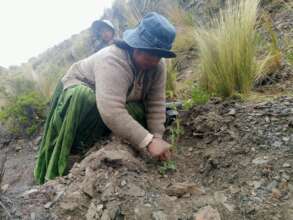 A women plants on a mountainous slope in Bolivia