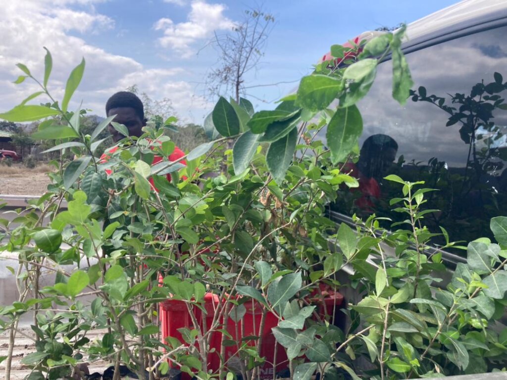 Youth Changing Haiti One Tree At A Time