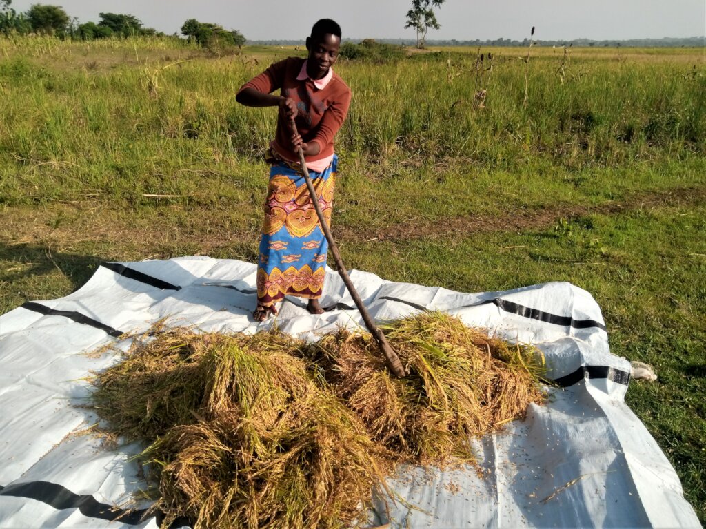 Rice into Education