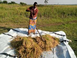 Rice into Education