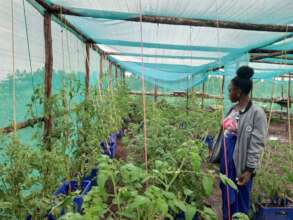 agriculture in our green shade house