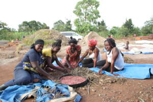 women after the bean harvest