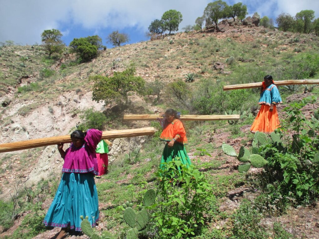 Reforestation fence