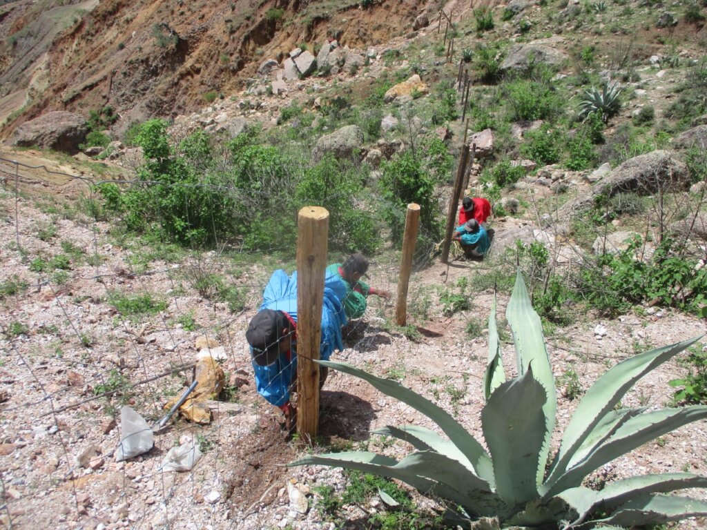 Next reforestation sotol!