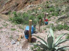 Next reforestation sotol!