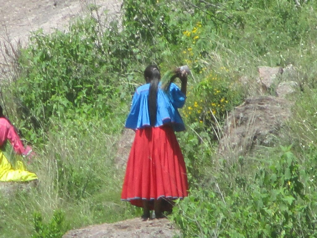 Reforestation in Batopilas