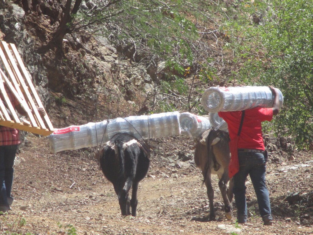 Forest restoration in northern Mexico