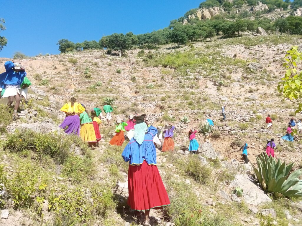 Forest restoration in northern Mexico