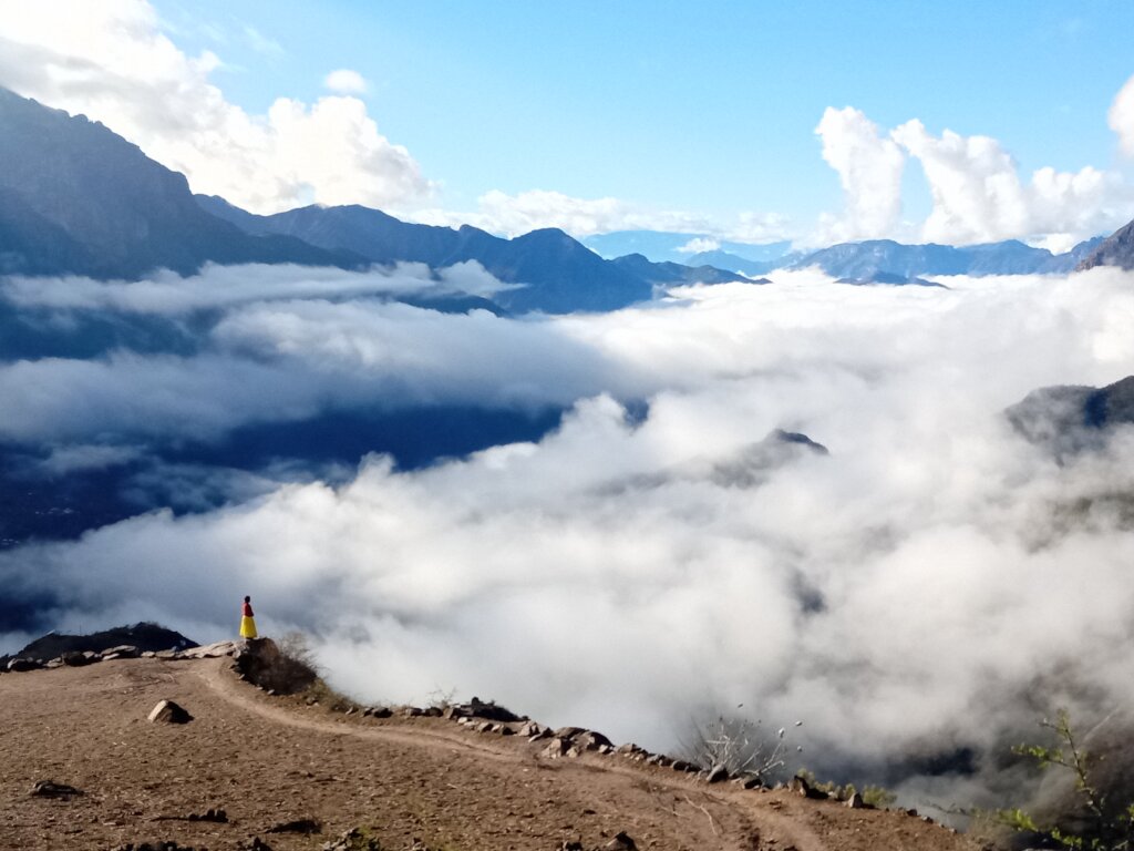 Forest restoration in northern Mexico