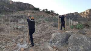 Installing a fence to delimit a restoration area.