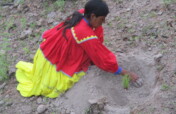 Forest restoration in northern Mexico