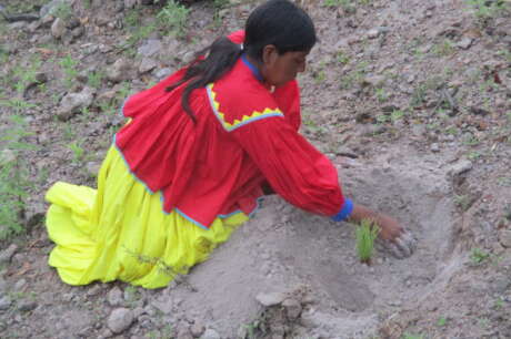 Forest restoration in northern Mexico