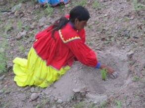 Forest restoration in northern Mexico