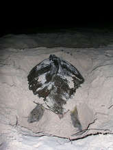 Green turtle laying Chelonia mydas