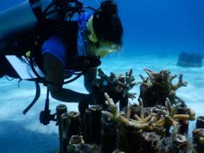 Coral Nurseries