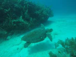 A Loggerhead Turtle