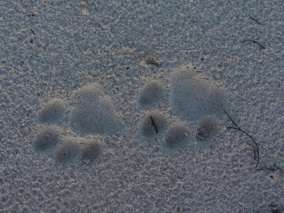 Cub print