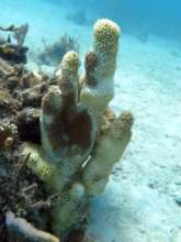 Pillar coral colony affected by SCTLD