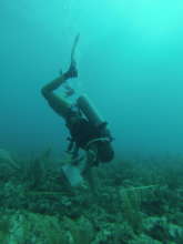 Reef Monitoring in Progress